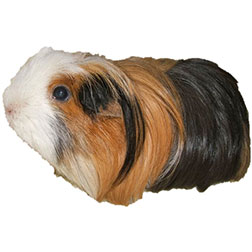 Coronet Guinea Pig