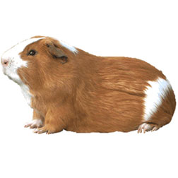 Cuy Guinea Pig