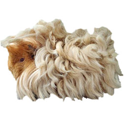 Lunkarya Guinea Pig
