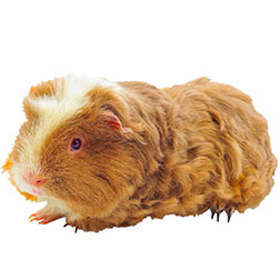Merino Guinea Pig