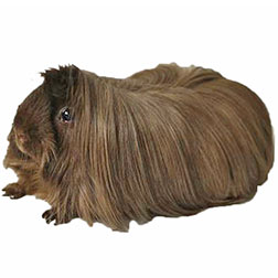 Peruvian Guinea Pig