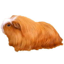 Peruvian Satin Guinea Pig