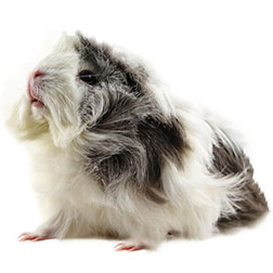 Sheba Mini Yak Guinea Pig