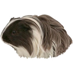 Silkie Guinea Pig