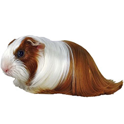Silkie Satin Guinea Pig