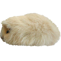 Swiss Guinea Pig