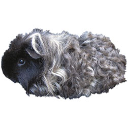 Texel Guinea Pig