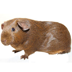 Chocolate Agouti