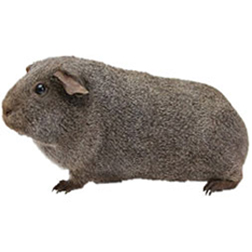 Cinnamon Agouti