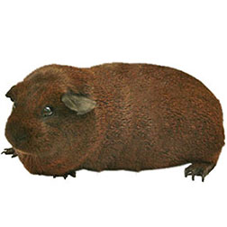 Golden Agouti