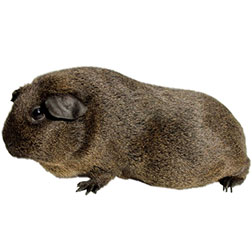 Lemon Agouti