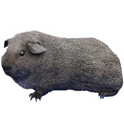 Silver Agouti