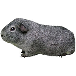 Agouti Ticked Breeds