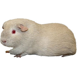 Argente Guinea Pig
