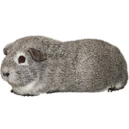 Chinchilla Guinea Pig