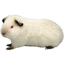 Himalayan Guinea Pig